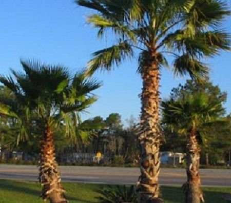 Oasis Lodge - Carrizo Springs מראה חיצוני תמונה