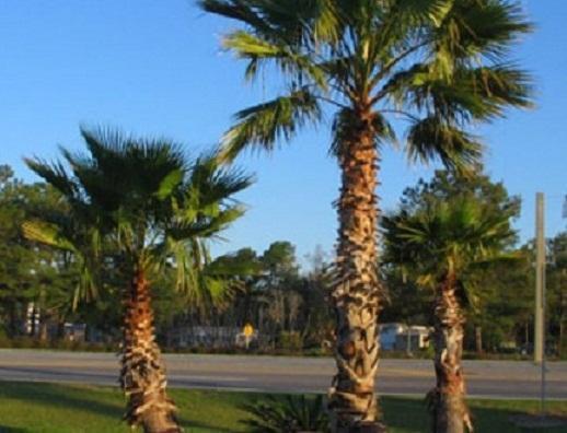 Oasis Lodge - Carrizo Springs מראה חיצוני תמונה